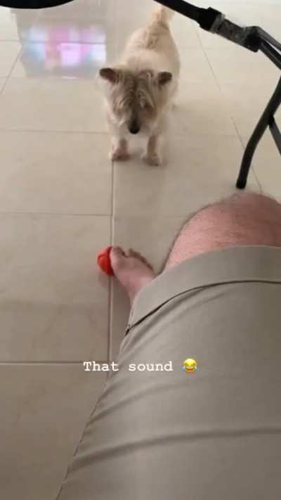 Doggy attitude 1