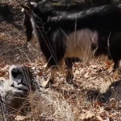 In 2015, a goat was thrown into a tiger&rsquo;s enclosure as his weekly live feed only to become his friend.