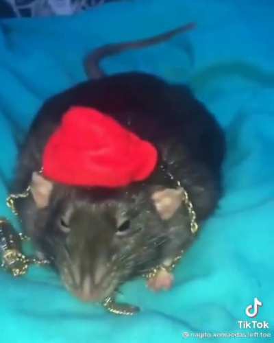 mouse gangster 😎
