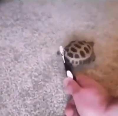 🐢