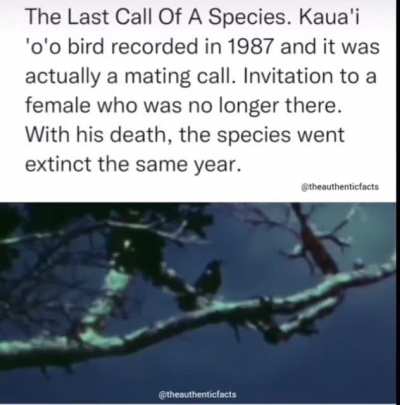 The last bird of a species making mating calls in vain