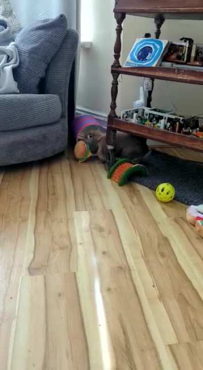 Does anyone else’s bunnies love soft toys?? I find it so funny watching him hop around with his burger