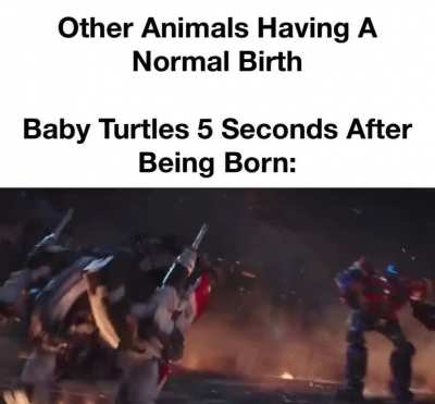 &ldquo;You&rsquo;ll Never Stop At One, I&rsquo;ll Take You All On&rdquo;- Baby Turtle