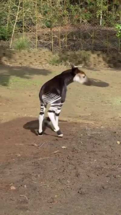 Okapi slammies