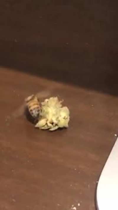 Bumble Bee found the weed