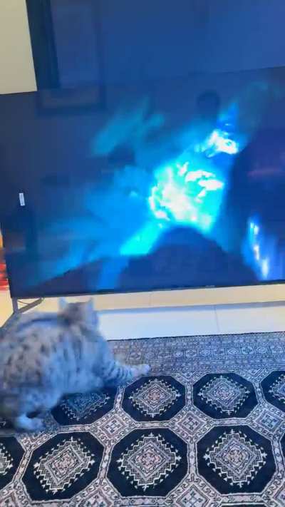 Set up a new TV and freaked out my doofus Ollie