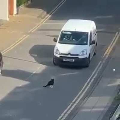And the cat does not flinch