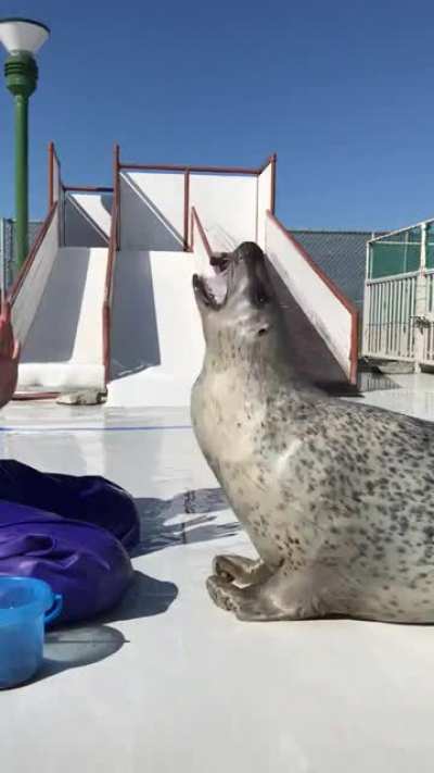 Praise the chonk