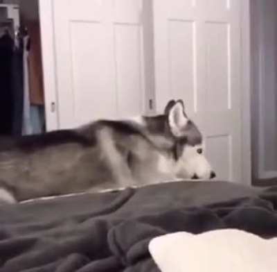 A husky scream