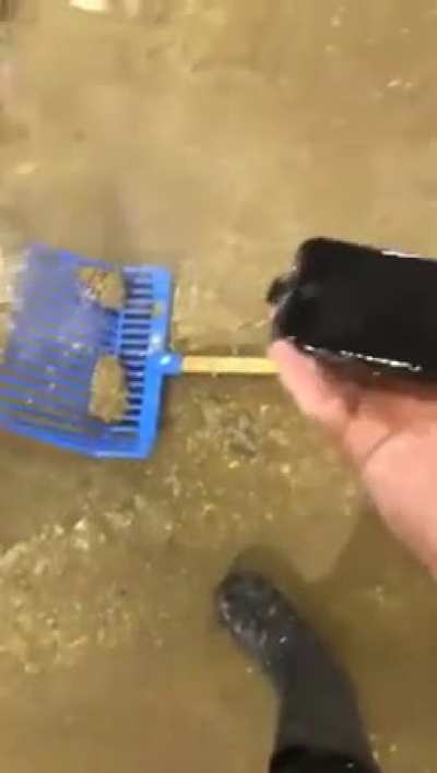 Phone in the hay