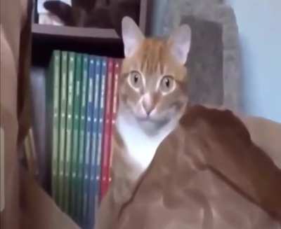 That cat is going to have nightmares.