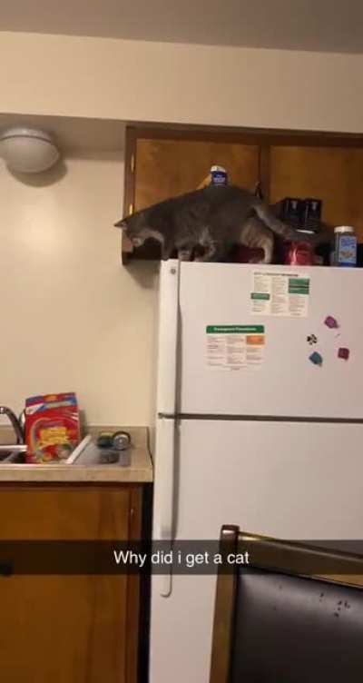He loves knocking stuff over