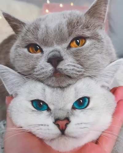 Fire and ice