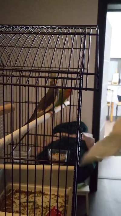 My husband knows how to entertain our birds