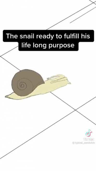 snail rule