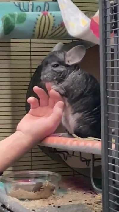 Trico was biting my dad&rsquo;s nail and accidentally bit him. No dads or chinchillas were harmed- well, maybe my dad was.
