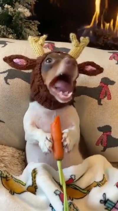 Reindeer taking a break