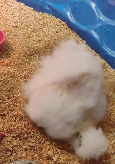 Gave her a bath and blow dried her just for her to roll around in the ducklings pool