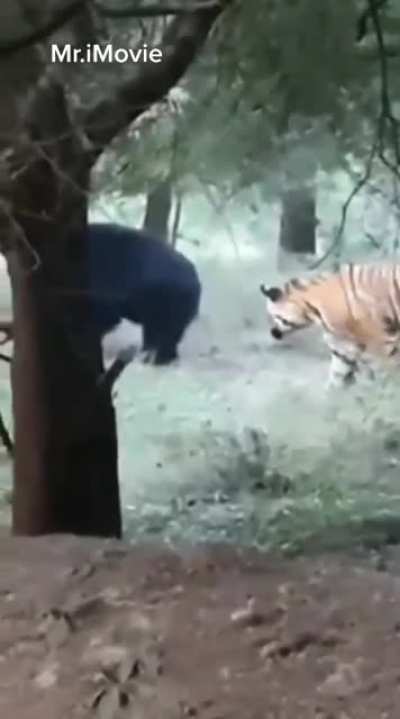 TIL tigers have a sense of humor and bears do not