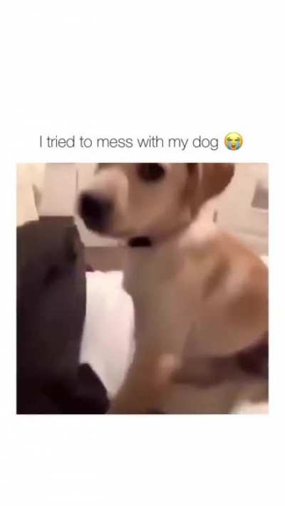 What da dog doin?