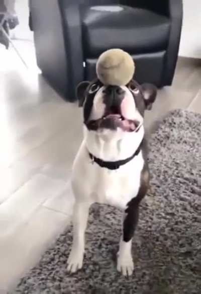 Circus Seal Doggo!