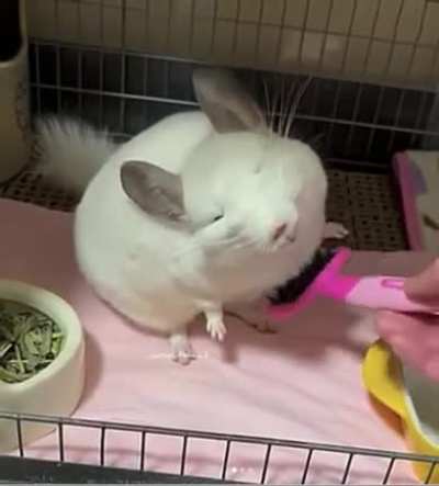 White ball of floof enjoys her grooming