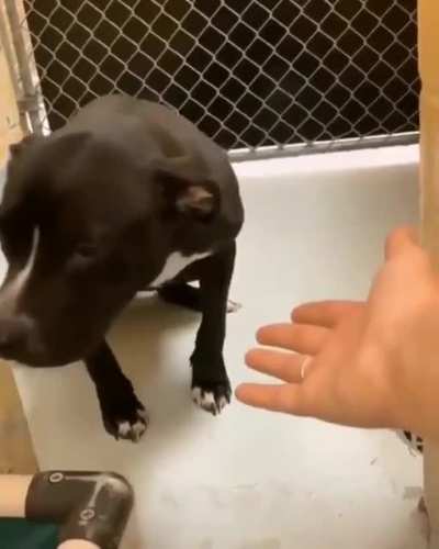 Adoption day for this good boy.