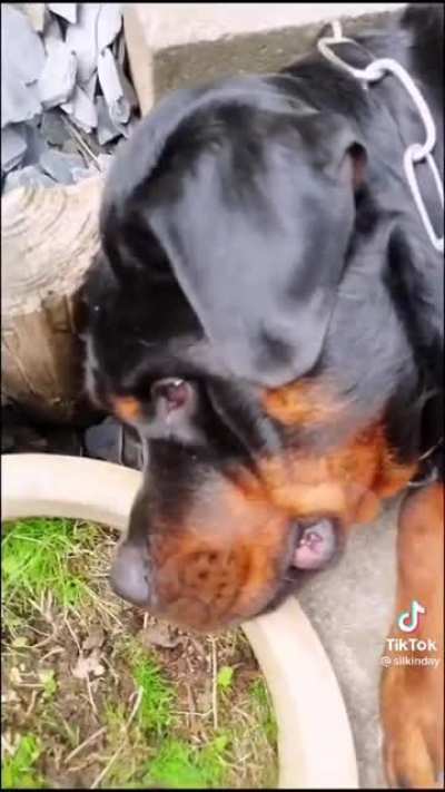 Better call the vet