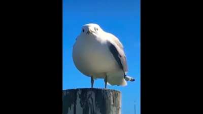 sea my scream gull