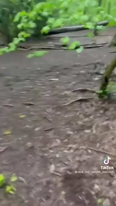Don&rsquo;t let your dog out of your sight.