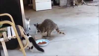 Trash Panda&rsquo;s got a trick for the kitties