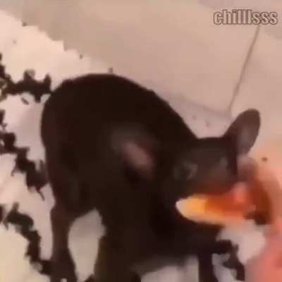 Pizza cat