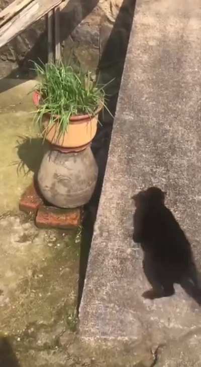 entertains himself