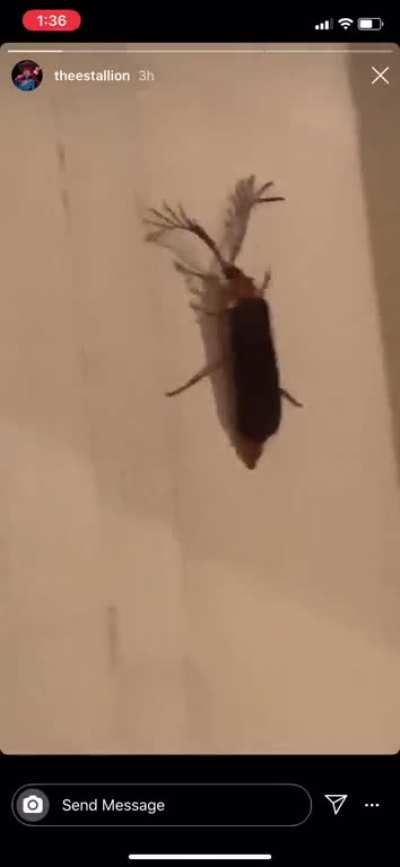 Bitch eyelash bug