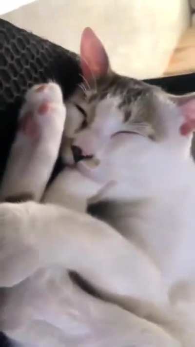 cat of the day 372 i posted this 2 days ago but it didn&rsquo;t upload (crazy)