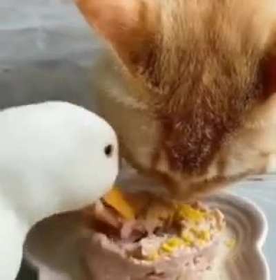 Hai