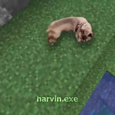 Oh god no... no no no... run dog!