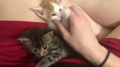 Da cutest lap boys