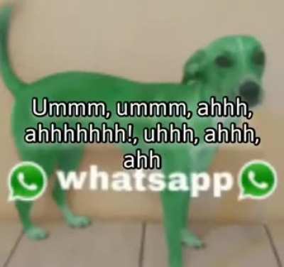 No pinten a sus mascotas.