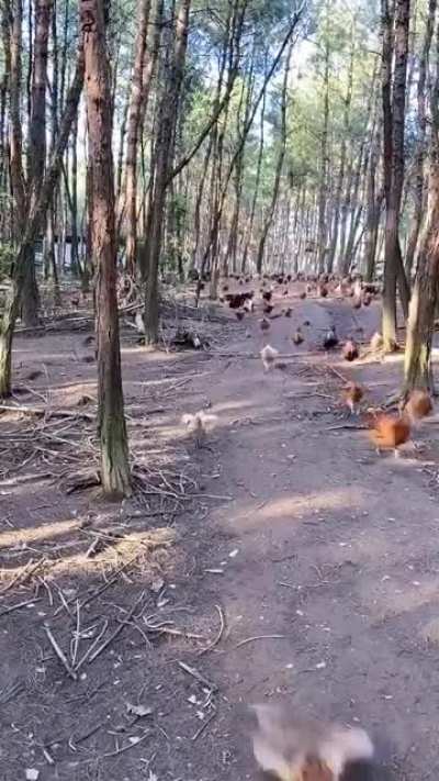 chikin