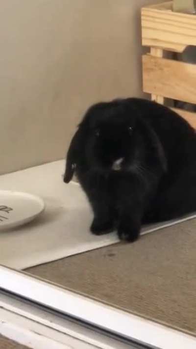 Meet Luna! He&rsquo;s a newly adopted 1.5yo mini lop. At first I was worried because he wasn&rsquo;t drinking any water, but once he got a shallower dish to drink from, he&rsquo;s enjoying it the most! Please give me your best rabbit tips!