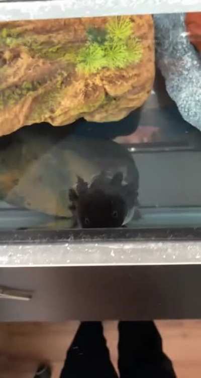 Here’s a video I was lucky to capture