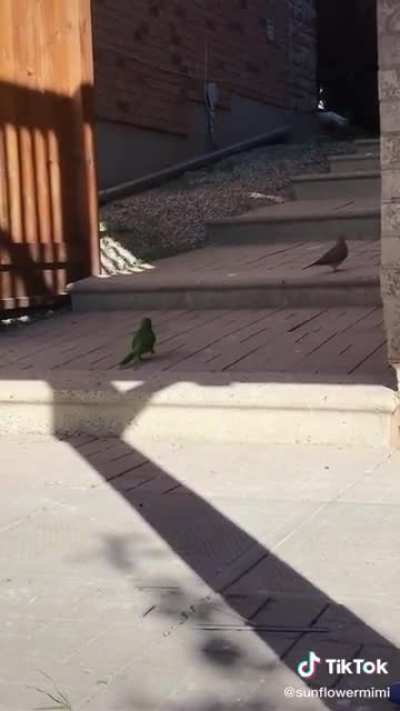 He is just trying to make friends.