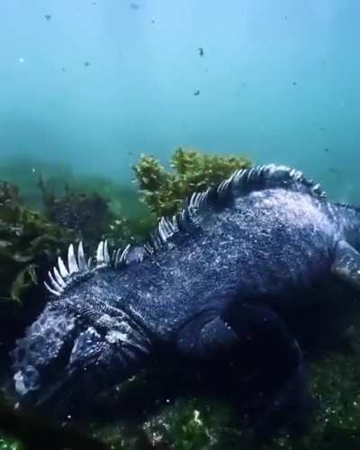 A baby godzilla