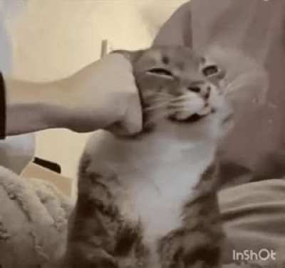 Top 10 worst cats tier list