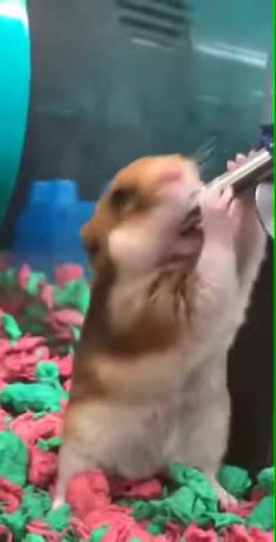 Blursed xHamster