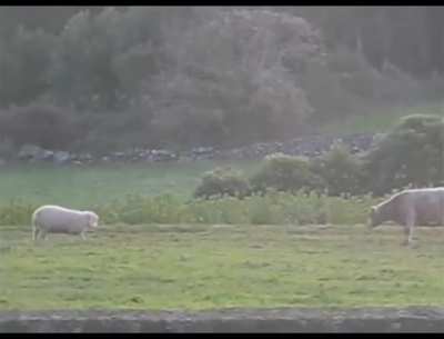 Sheep vs Cow