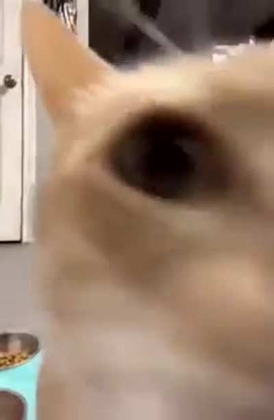 Cuumi jumping to Nami for two seconds to wash off Sett's cum before going back for round two