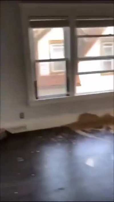Ungrateful chapo destroys black landchad's house after being told she can't live there for free #BLM