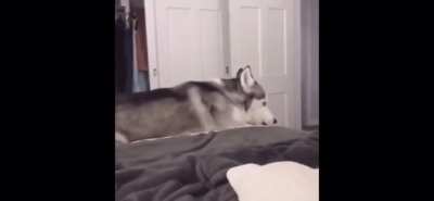 good boi